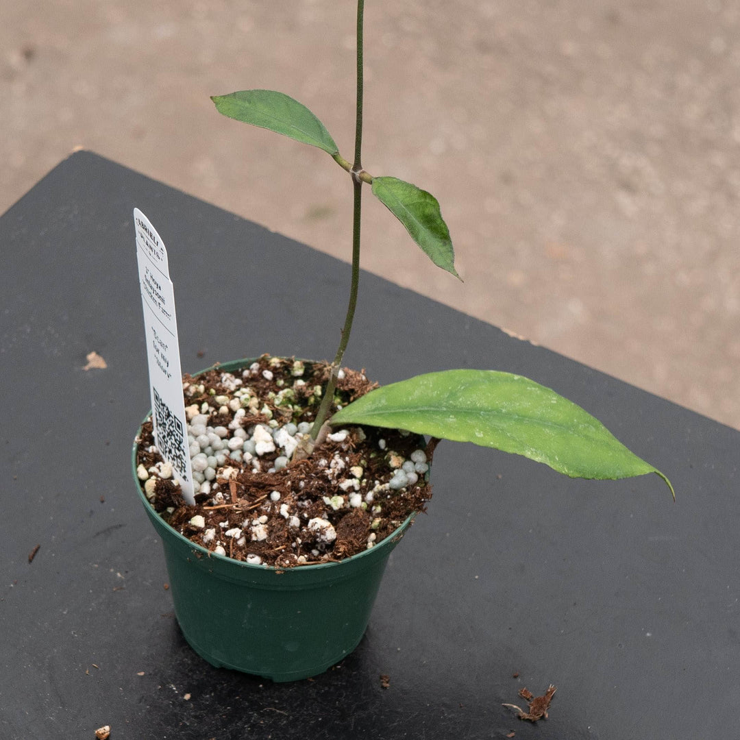 Gabriella Plants Hoya 3" Hoya finlaysonii 'Chicken Farm'