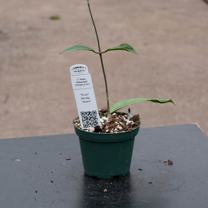 Gabriella Plants Hoya 3" Hoya finlaysonii &