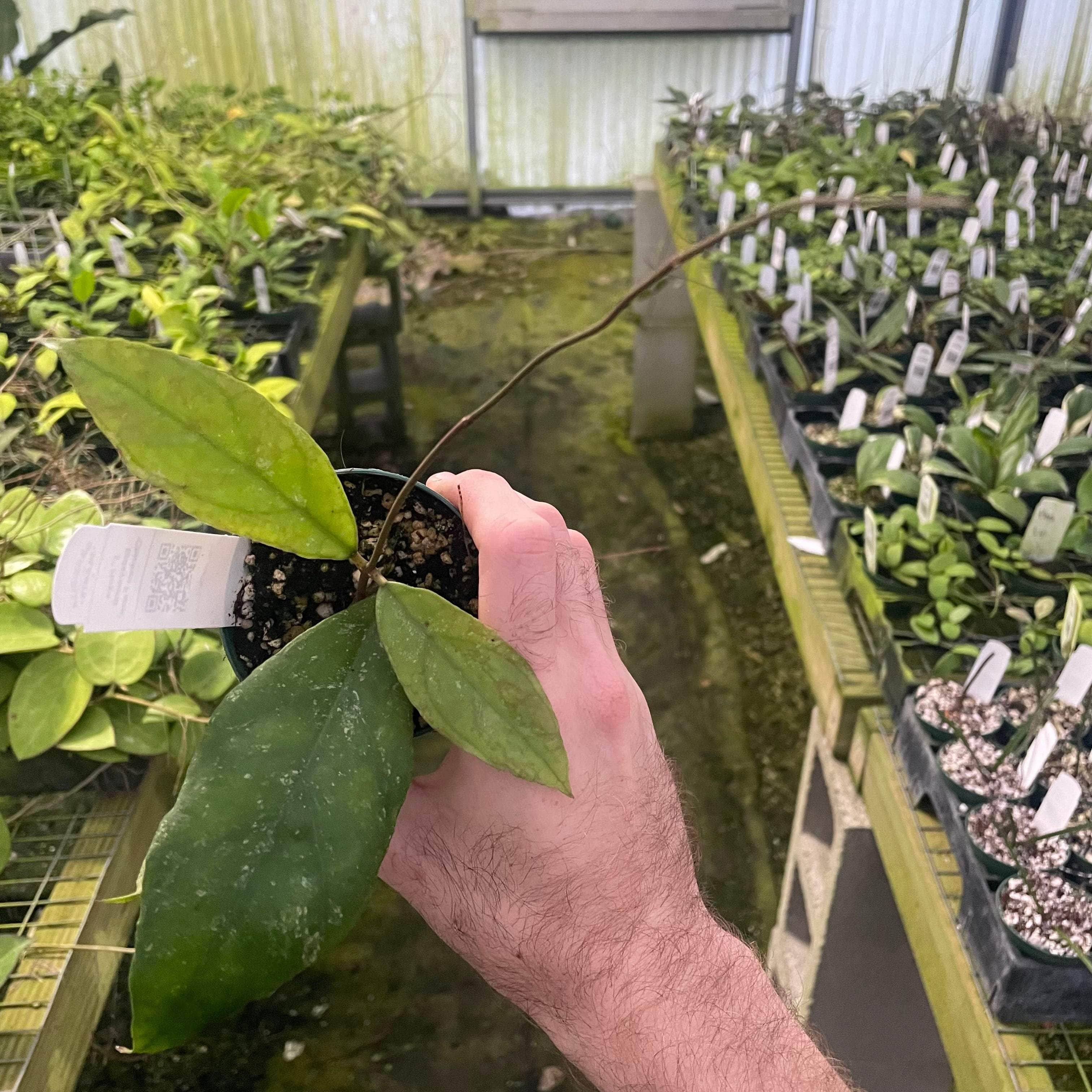 Hoya finlaysonii 'Chicken Farm' - Gabriella Plants