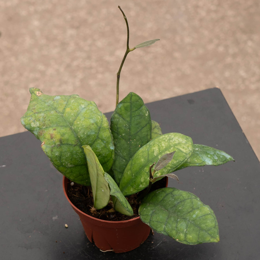 Gabriella Plants Hoya 4" Hoya finlaysonii 'Nova'