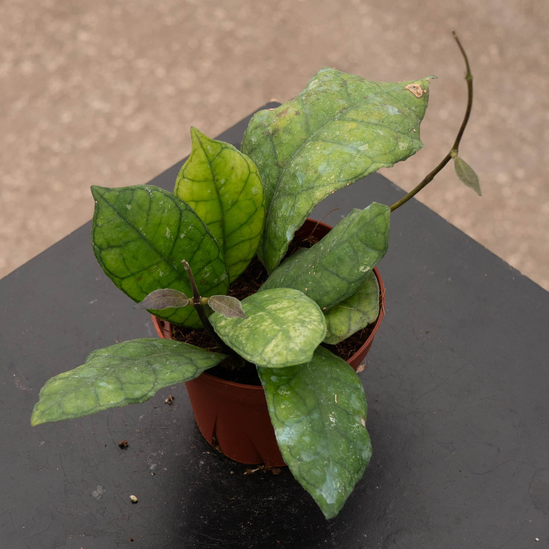 Gabriella Plants Hoya 4" Hoya finlaysonii 'Nova'