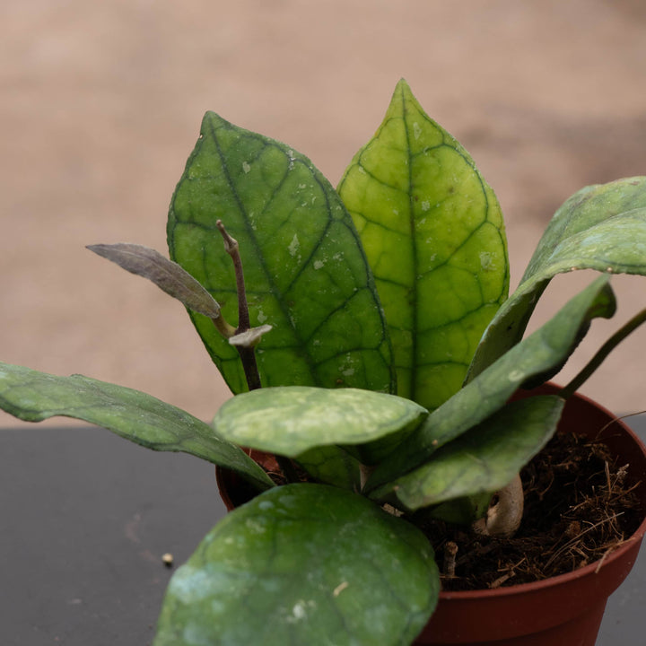 Gabriella Plants Hoya 4" Hoya finlaysonii 'Nova'