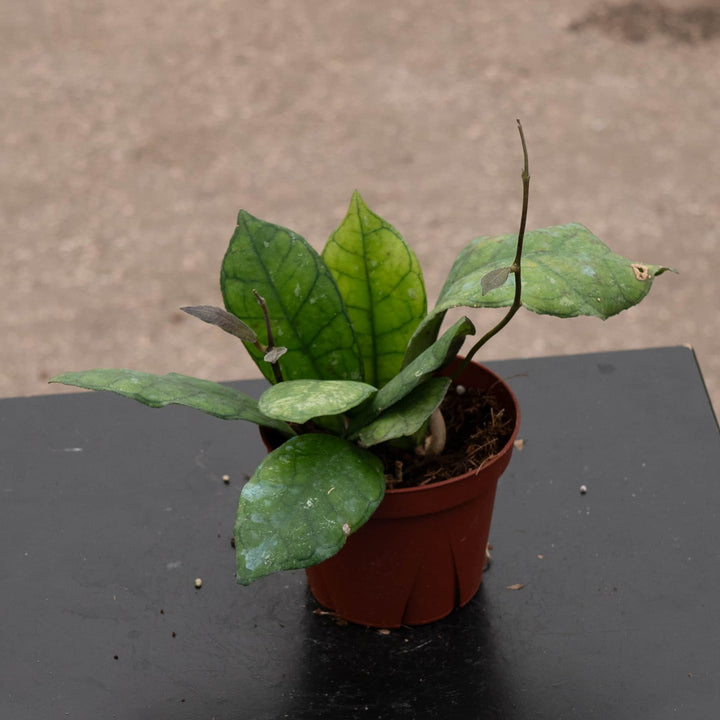 Gabriella Plants Hoya 4" Hoya finlaysonii 'Nova'