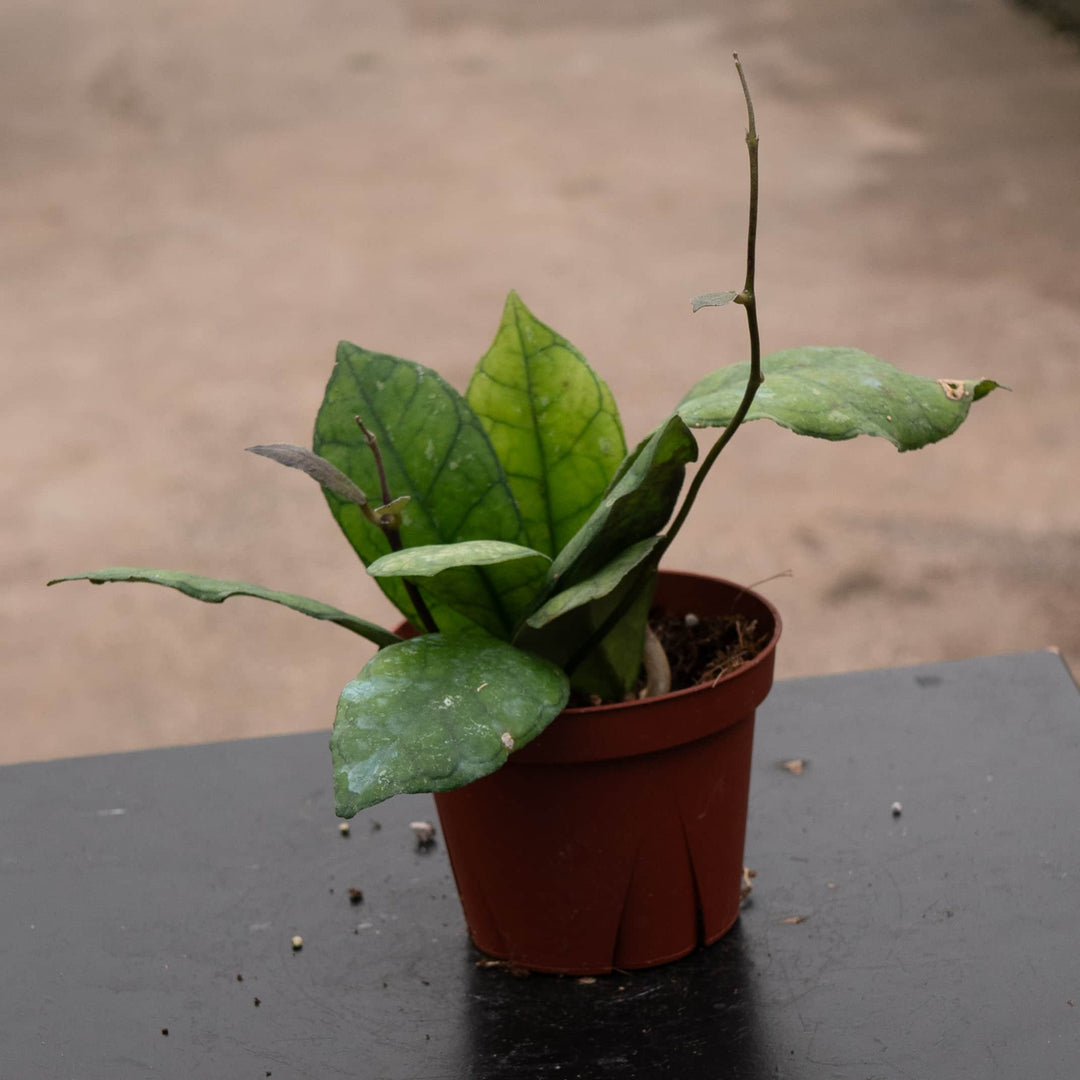 Gabriella Plants Hoya 4" Hoya finlaysonii 'Nova'