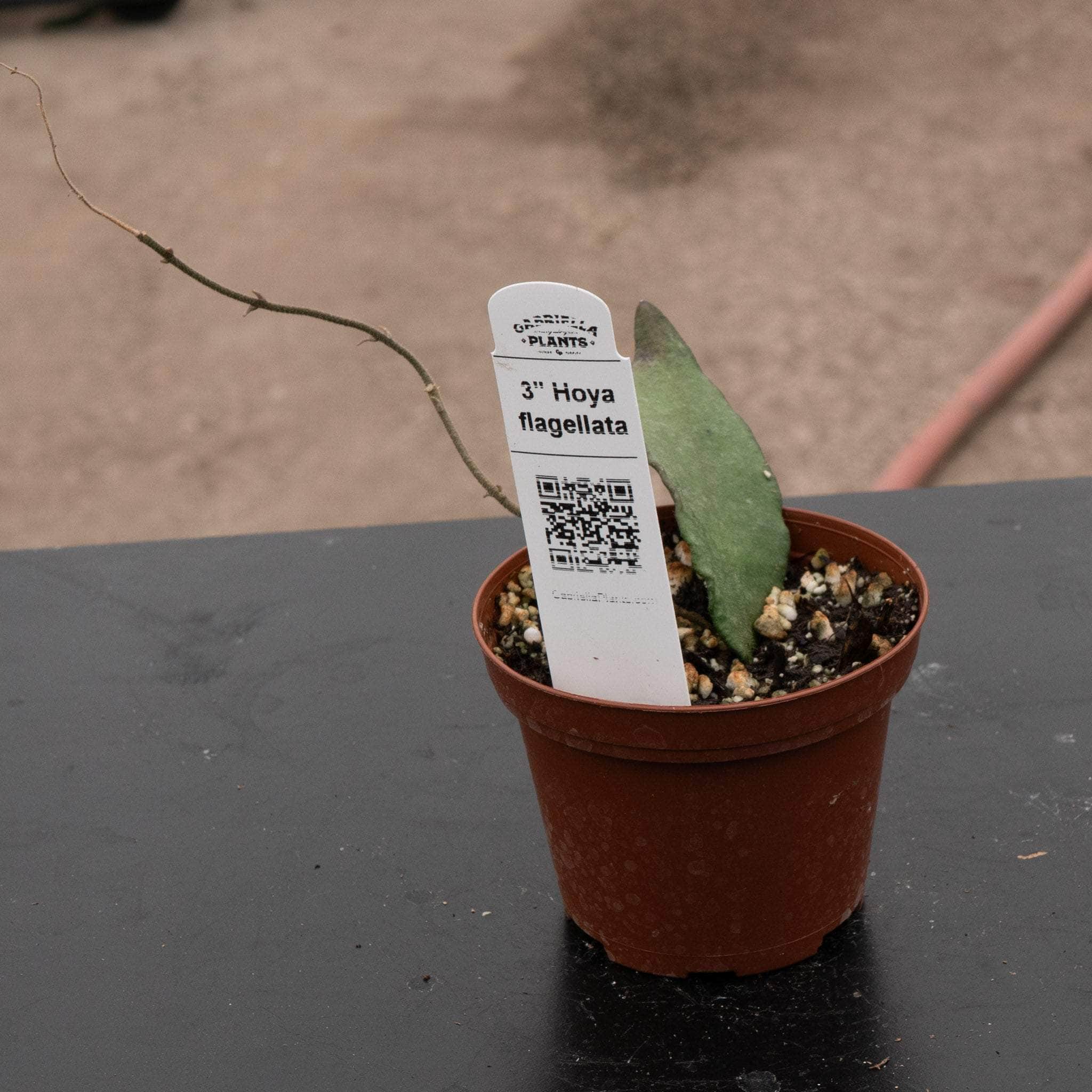 Hoya flagellata - Gabriella Plants