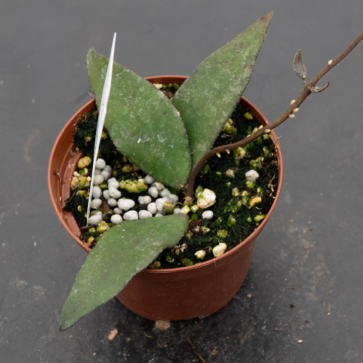 Gabriella Plants Hoya Hoya flagellata