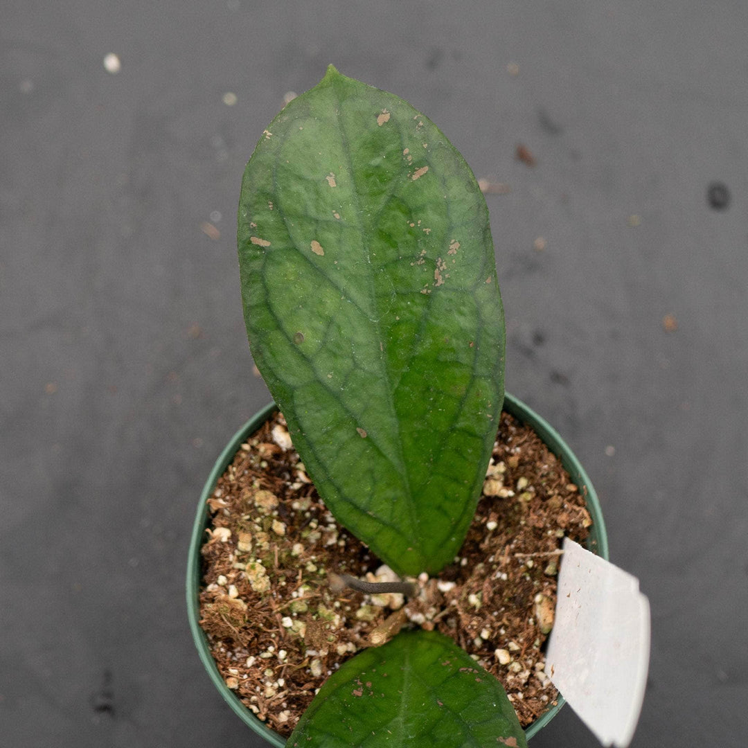 Gabriella Plants Hoya 3" Hoya forbesii