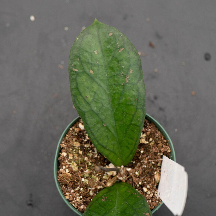 Gabriella Plants Hoya 3" Hoya forbesii