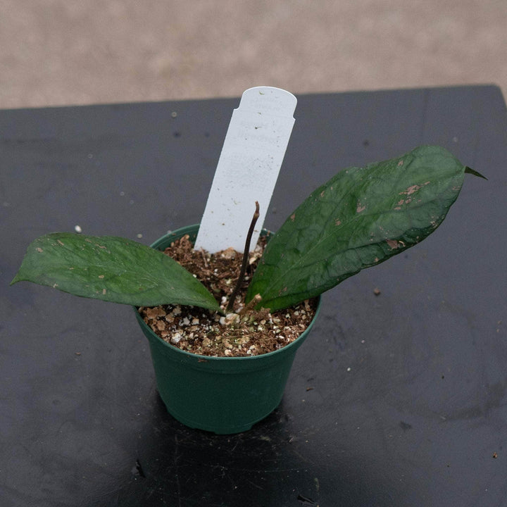 Gabriella Plants Hoya 3" Hoya forbesii