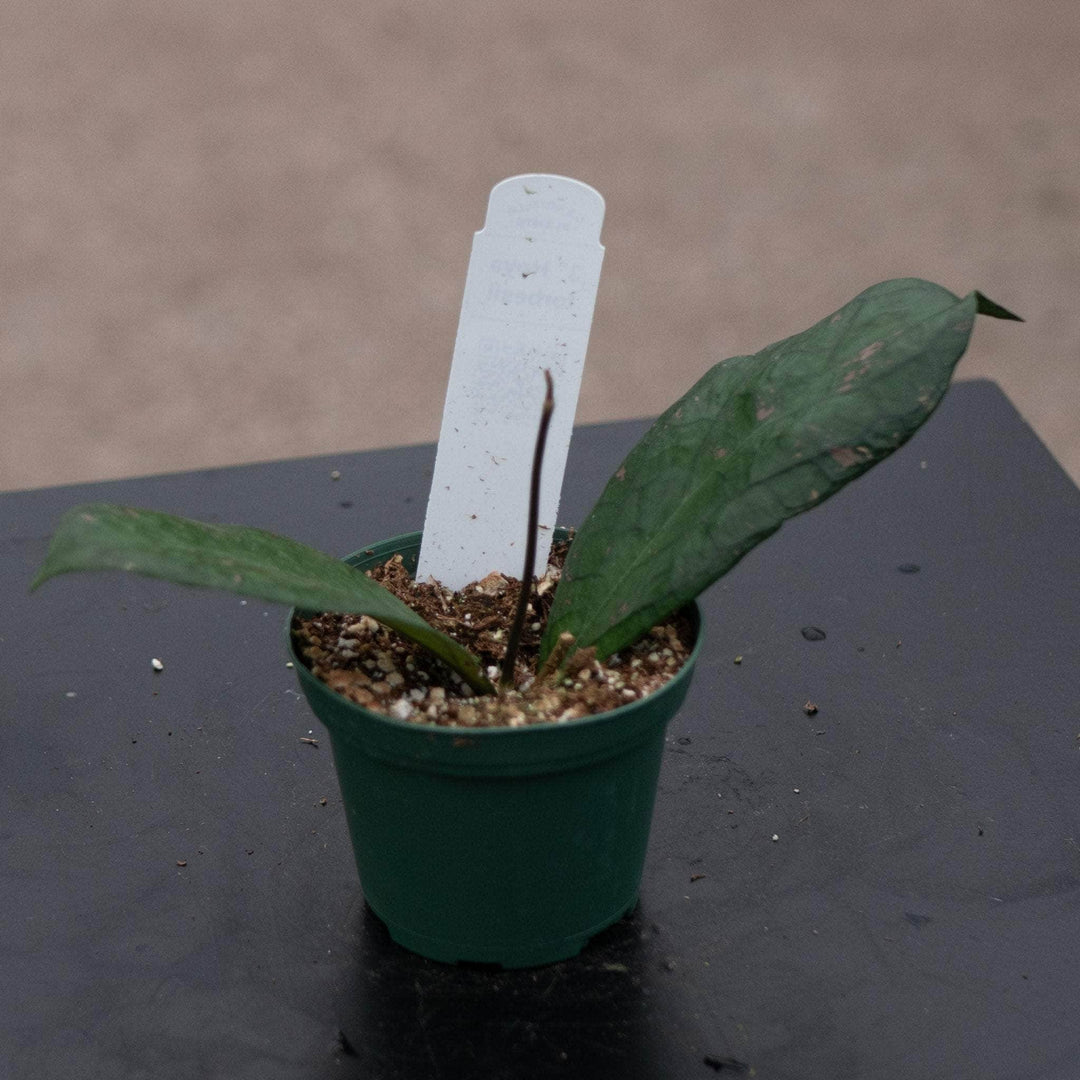 Gabriella Plants Hoya 3" Hoya forbesii