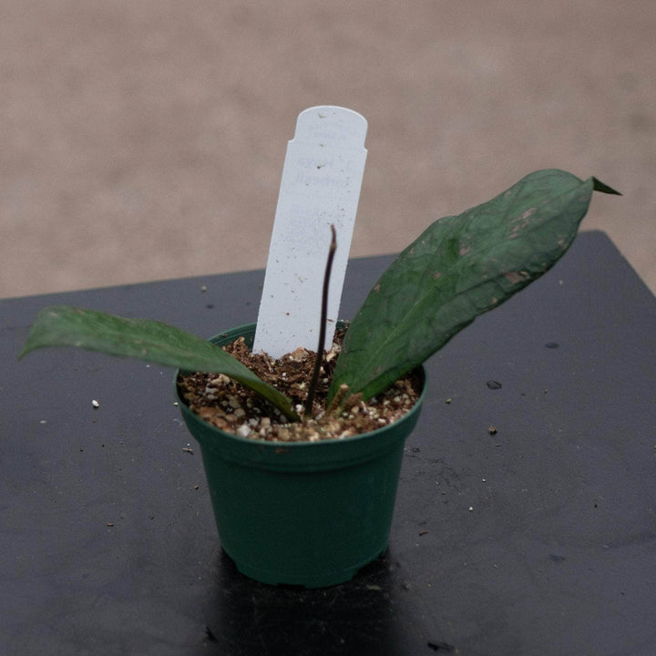 Gabriella Plants Hoya 3" Hoya forbesii