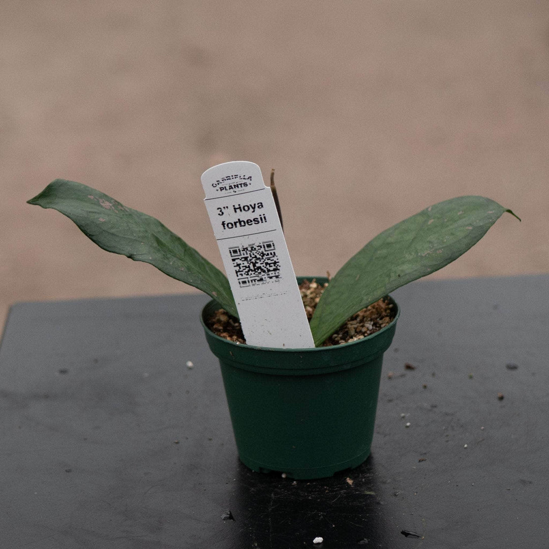 Gabriella Plants Hoya 3" Hoya forbesii