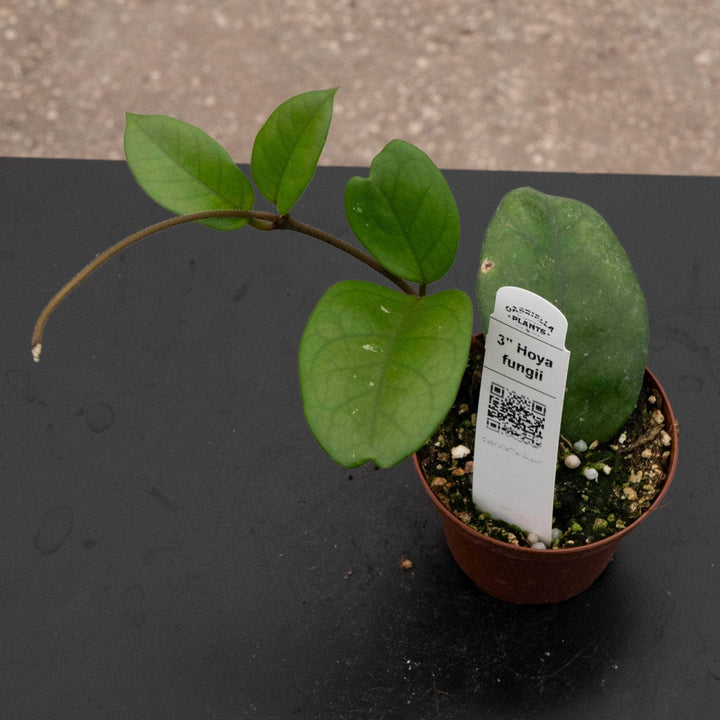 Gabriella Plants Hoya 3" Hoya fungii