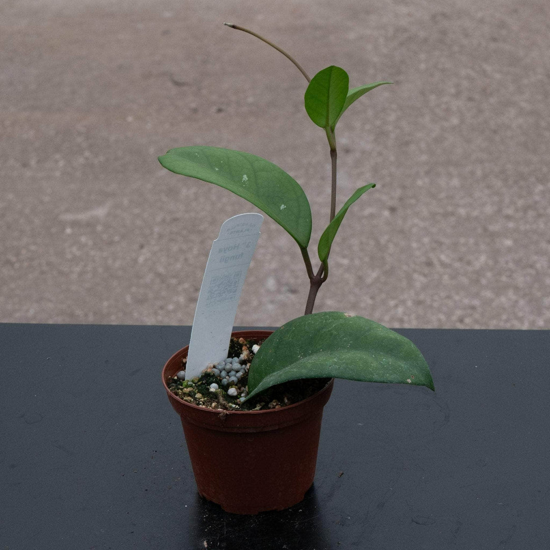 Gabriella Plants Hoya 3" Hoya fungii