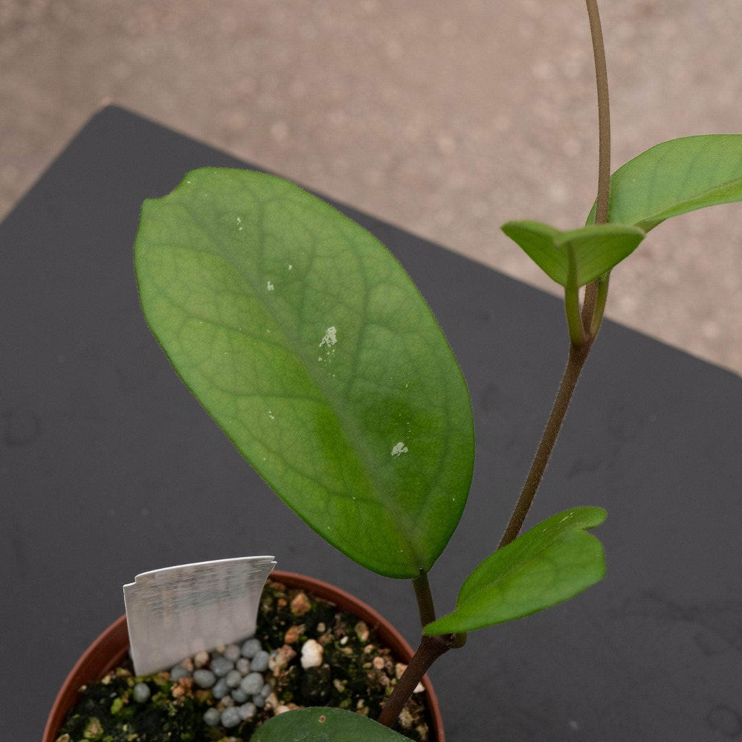 Gabriella Plants Hoya 3" Hoya fungii