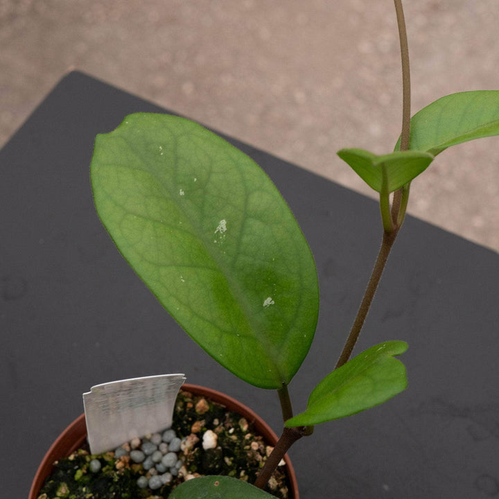 Gabriella Plants Hoya 3" Hoya fungii