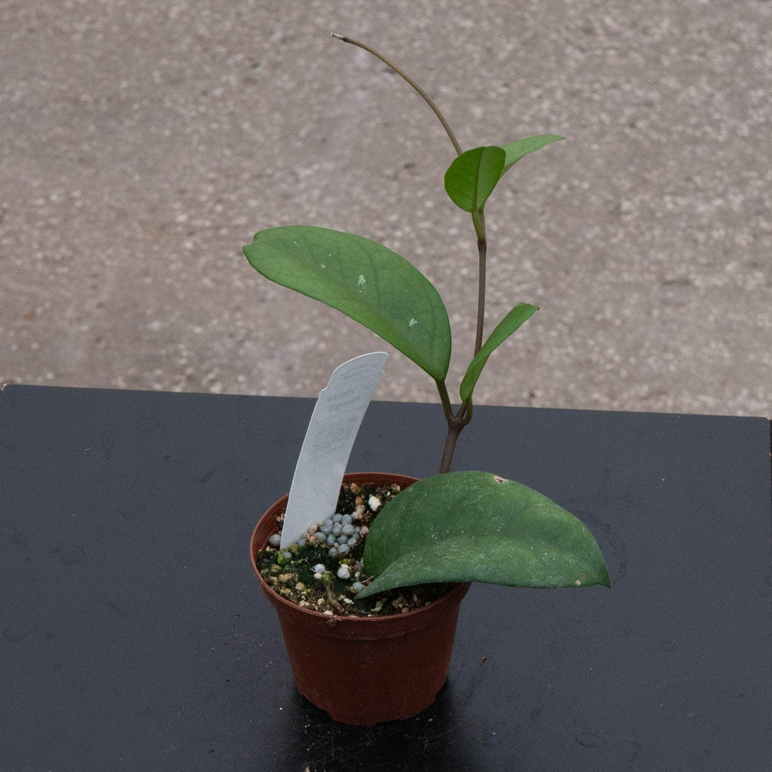 Gabriella Plants Hoya 3" Hoya fungii