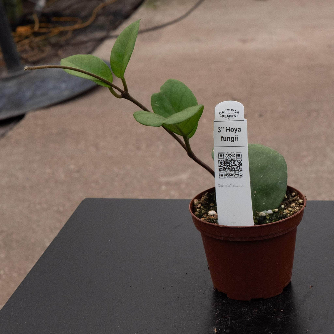 Gabriella Plants Hoya 3" Hoya fungii