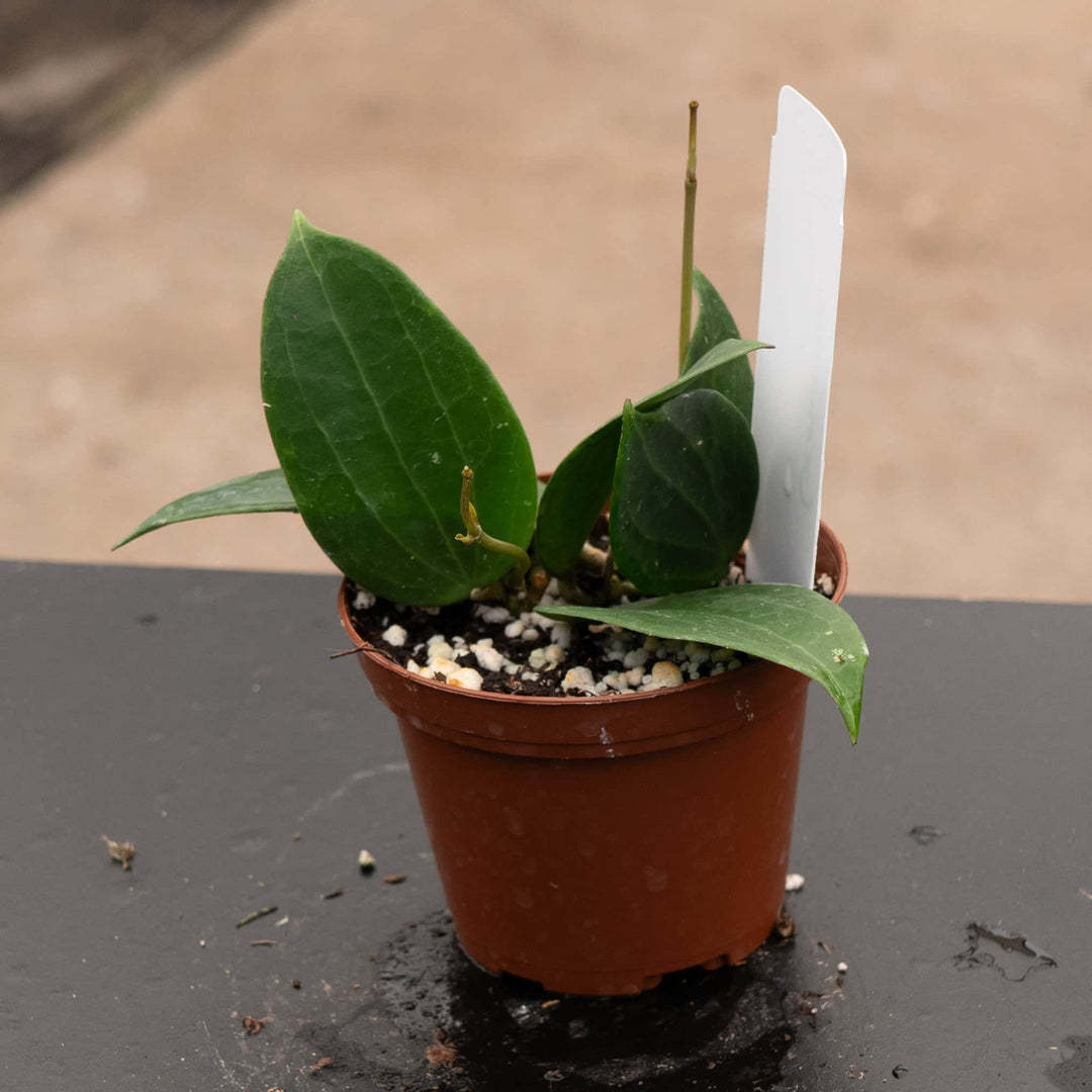 Gabriella Plants Hoya 3” Hoya ‘Genieve’