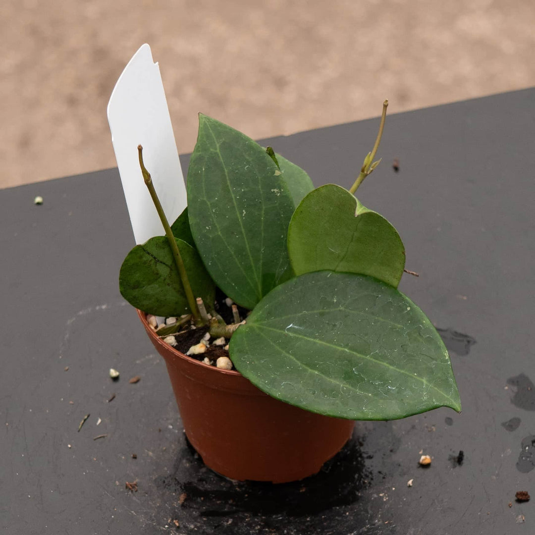 Gabriella Plants Hoya 3” Hoya ‘Genieve’