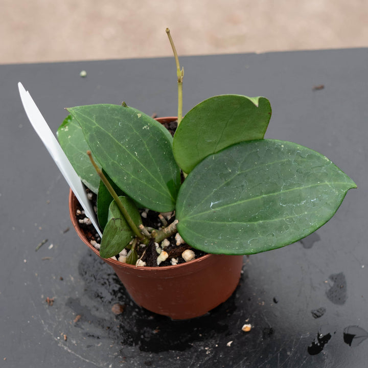 Gabriella Plants Hoya 3” Hoya ‘Genieve’