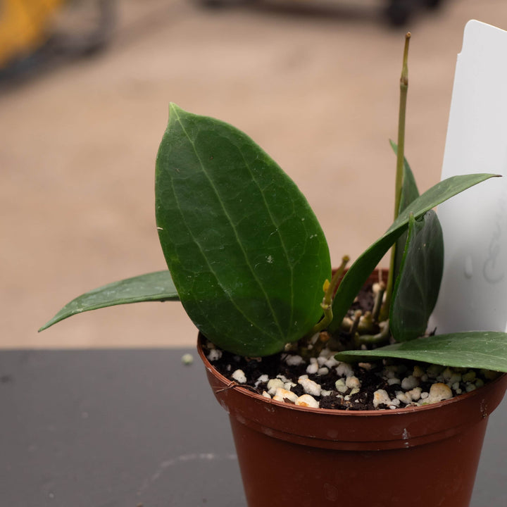 Gabriella Plants Hoya 3” Hoya ‘Genieve’