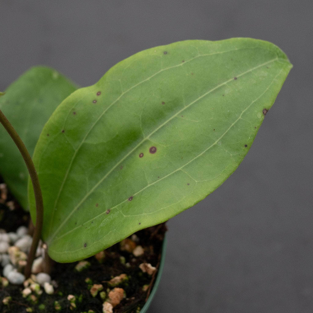 Gabriella Plants Hoya Hoya glabra