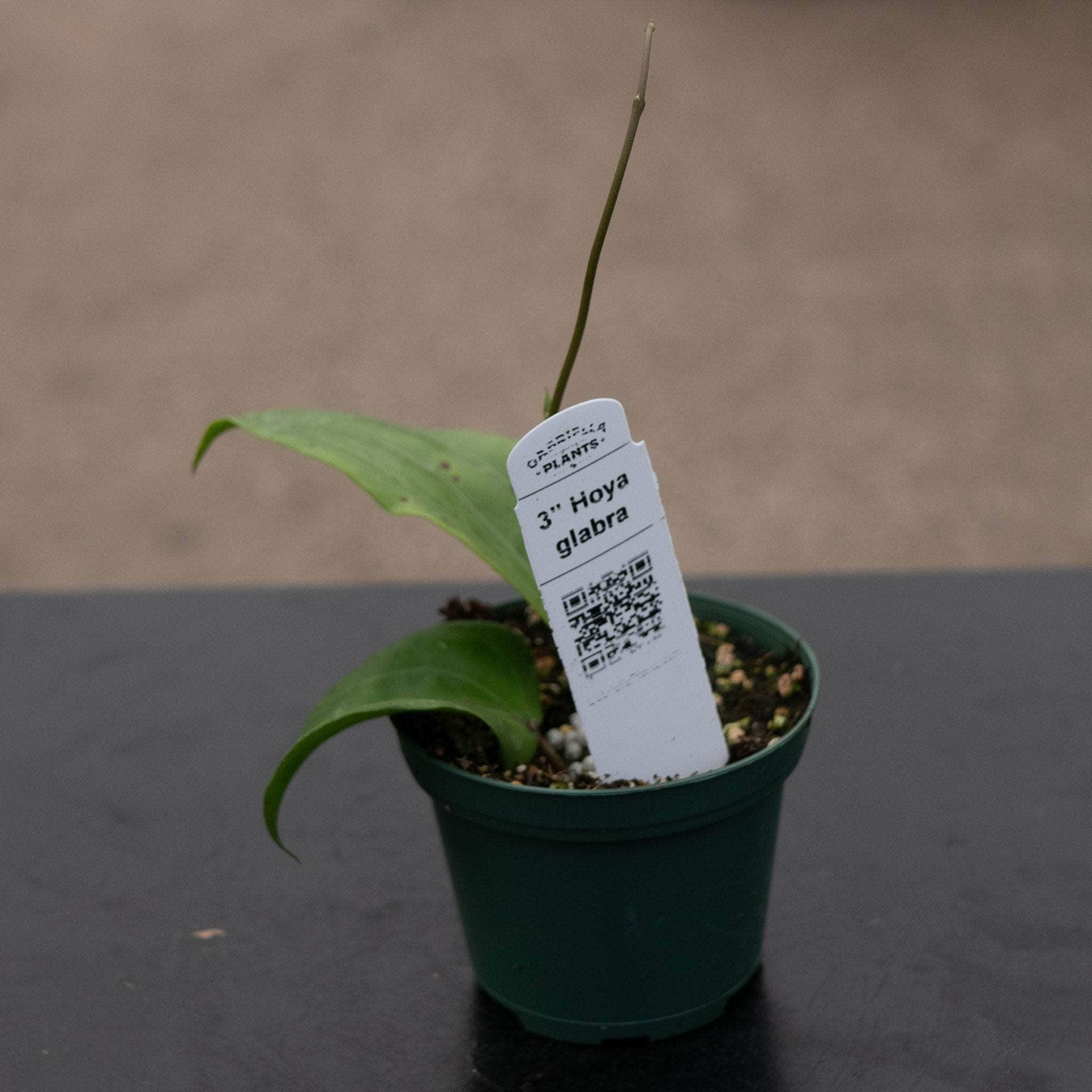Hoya glabra - Gabriella Plants