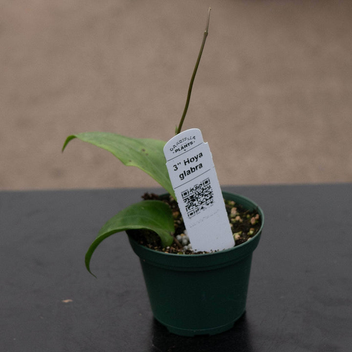 Gabriella Plants Hoya Hoya glabra