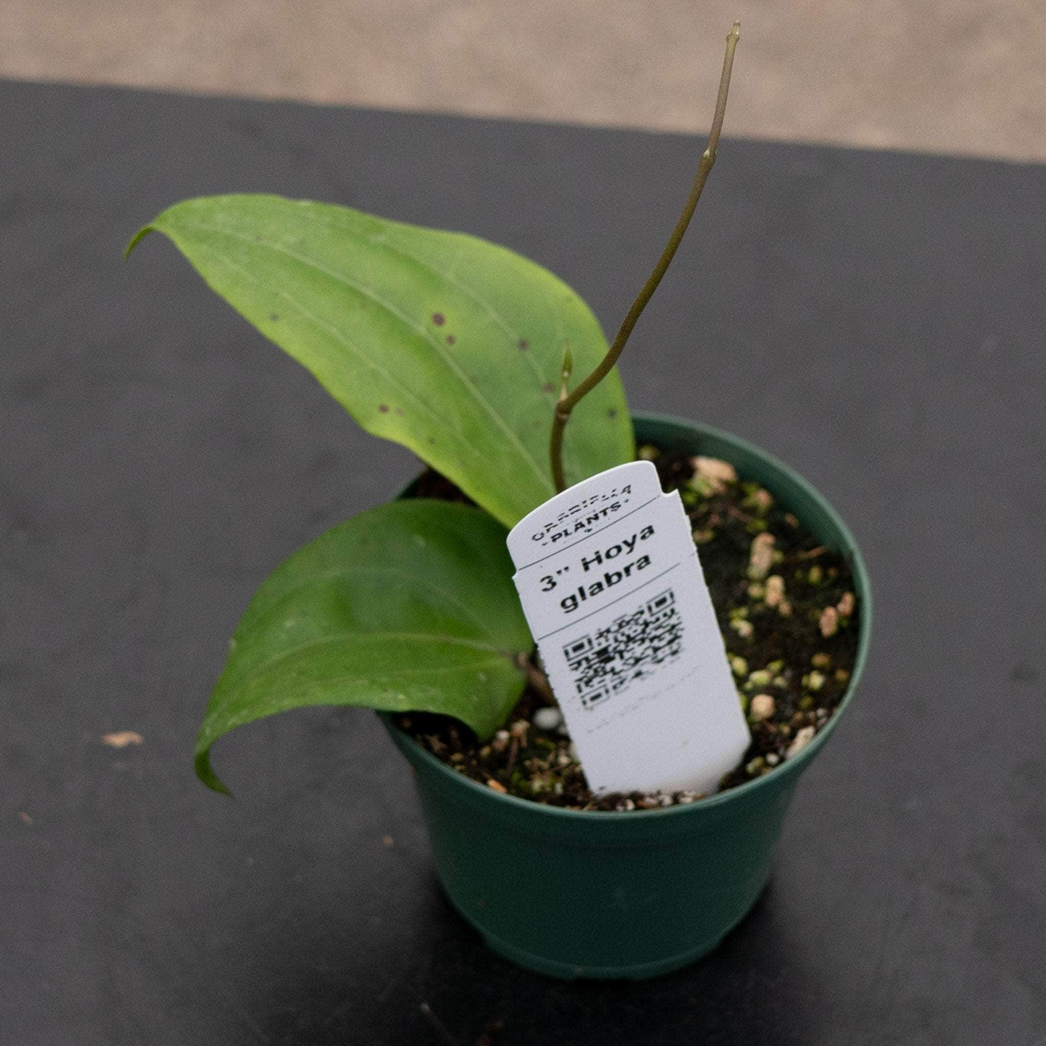 Hoya glabra - Gabriella Plants