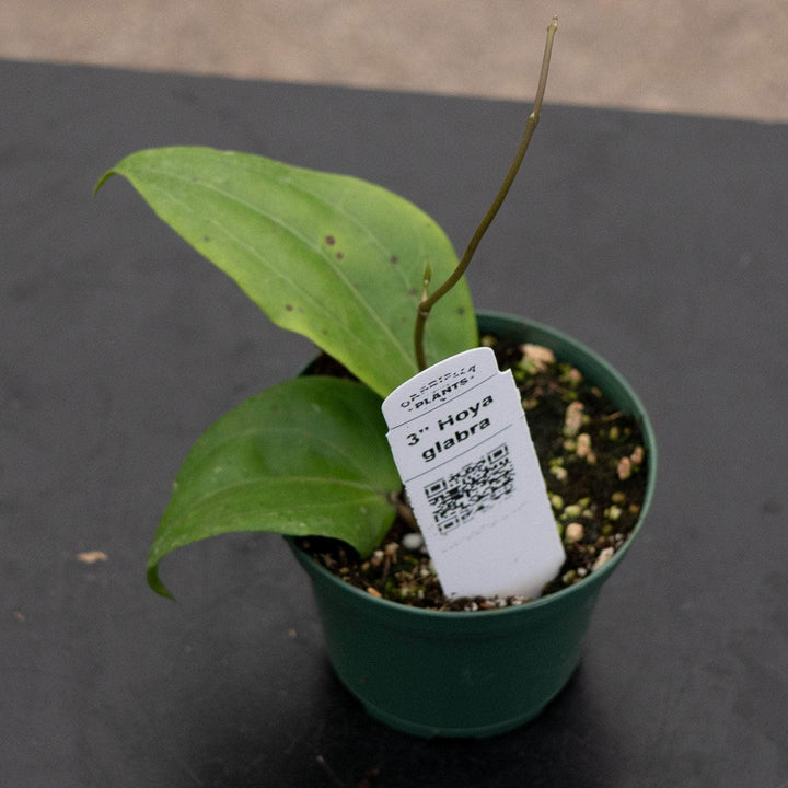 Gabriella Plants Hoya 3" Hoya glabra