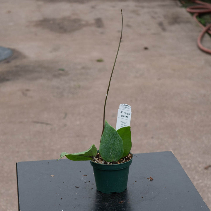 Gabriella Plants Hoya 3" Hoya glabra