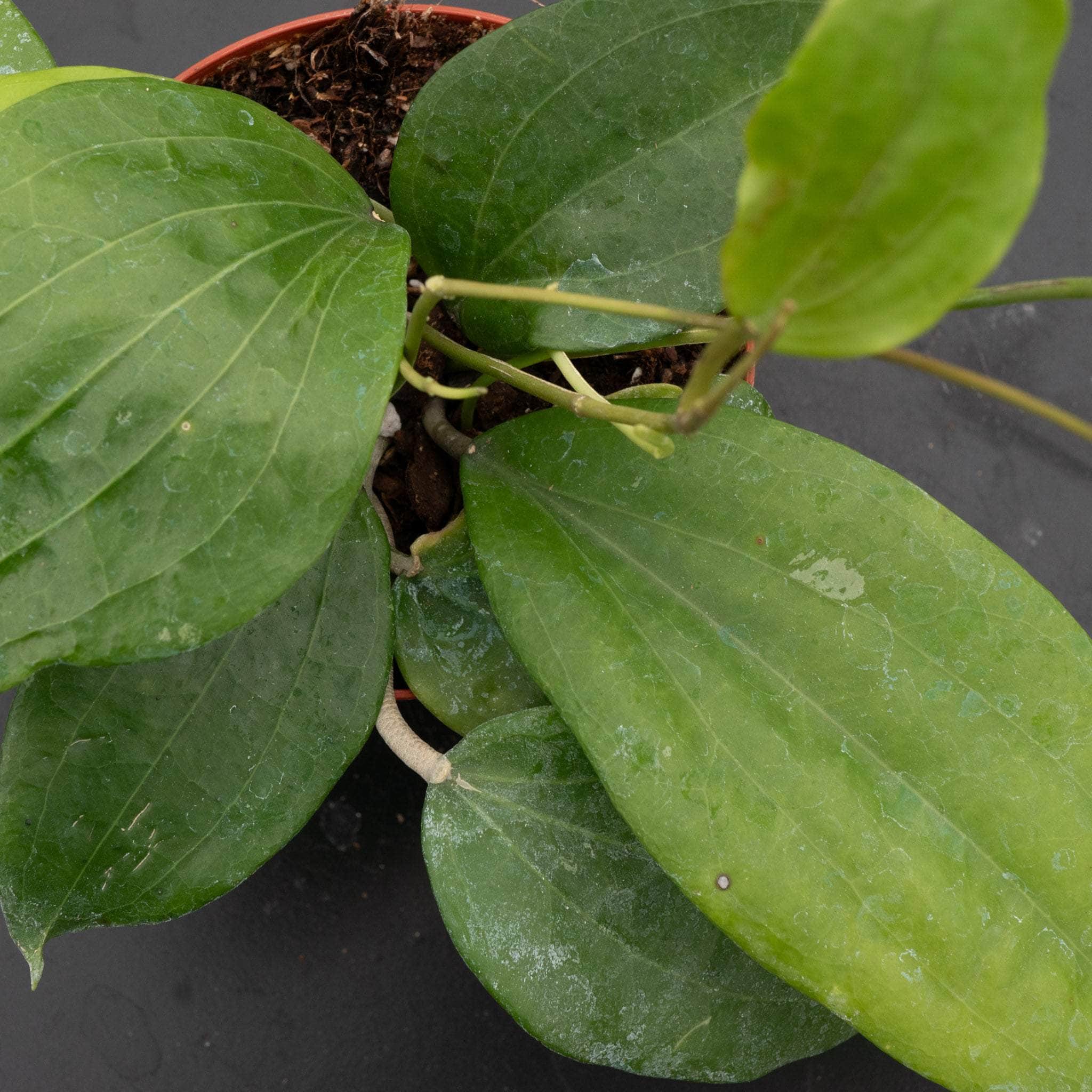 Hoya glabra - Gabriella Plants