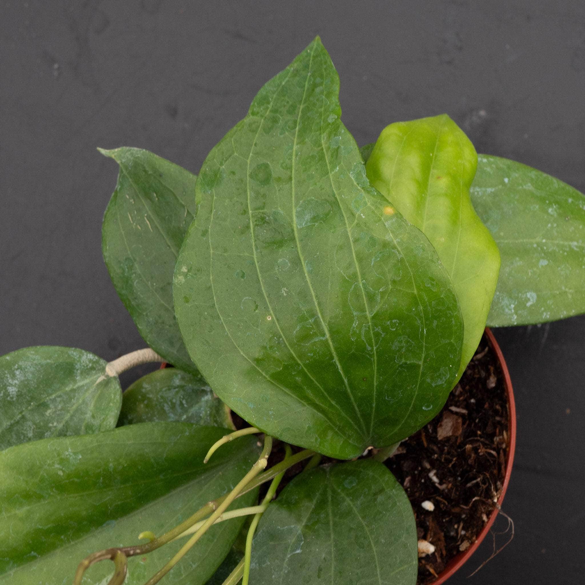 Hoya glabra - Gabriella Plants