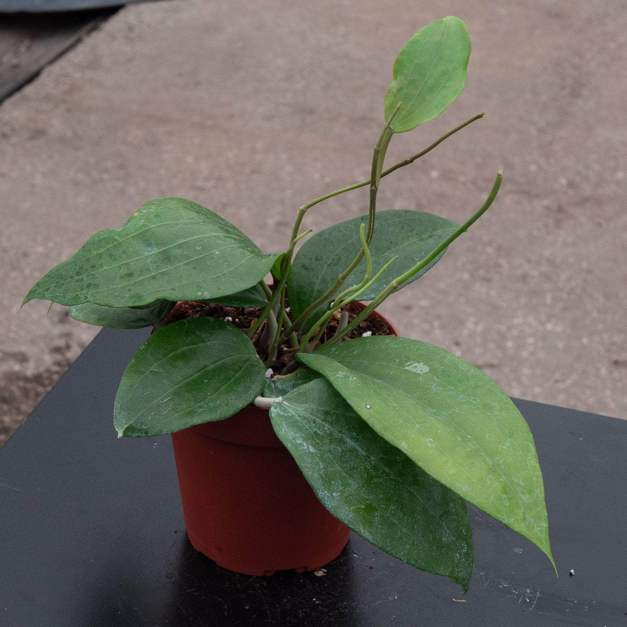 Hoya glabra - Gabriella Plants