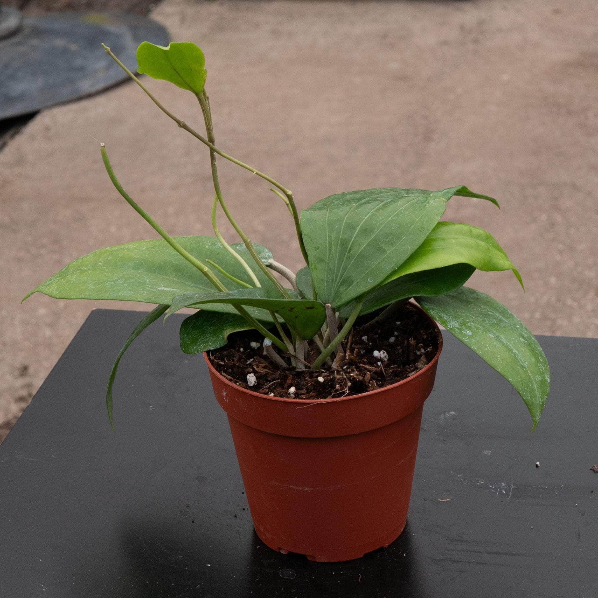 Hoya glabra - Gabriella Plants