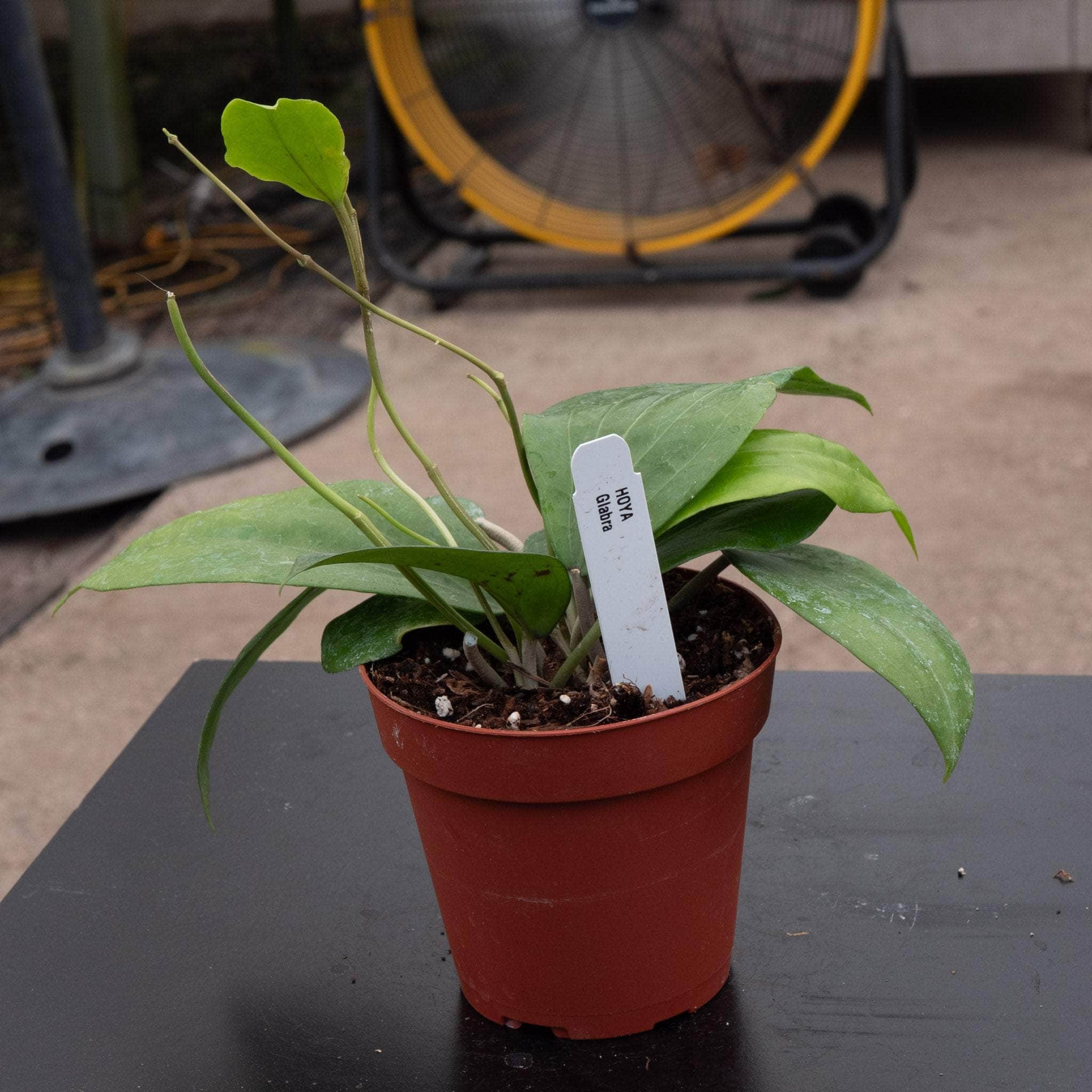 Hoya glabra - Gabriella Plants