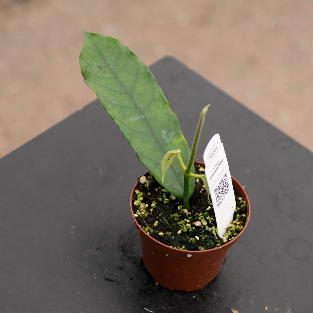 Gabriella Plants Hoya Hoya globulosa/villosa