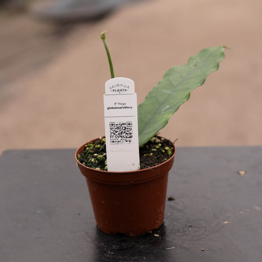 Gabriella Plants Hoya Hoya globulosa/villosa