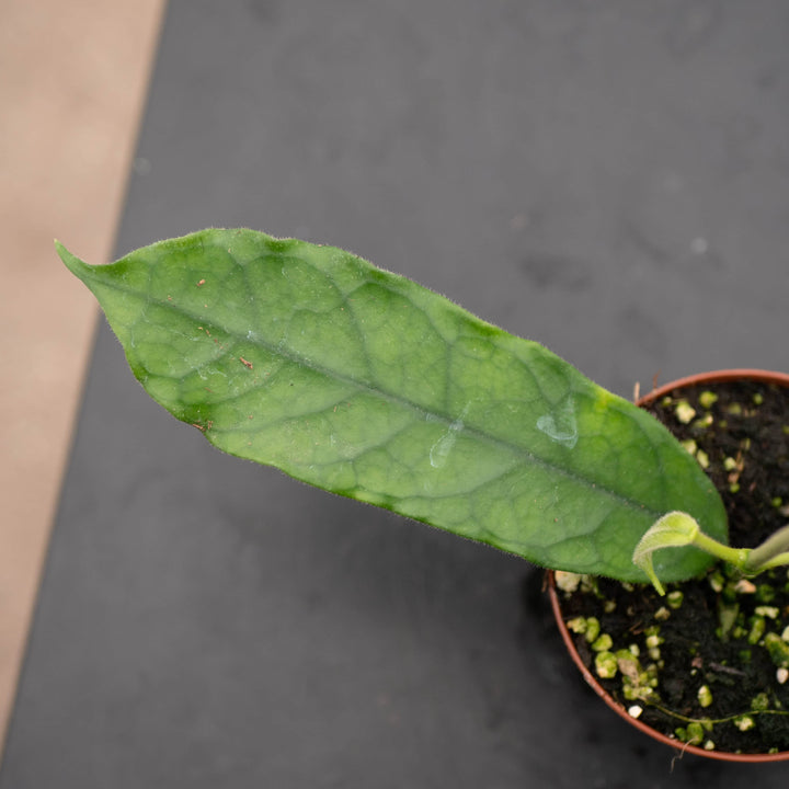 Gabriella Plants Hoya Hoya globulosa/villosa