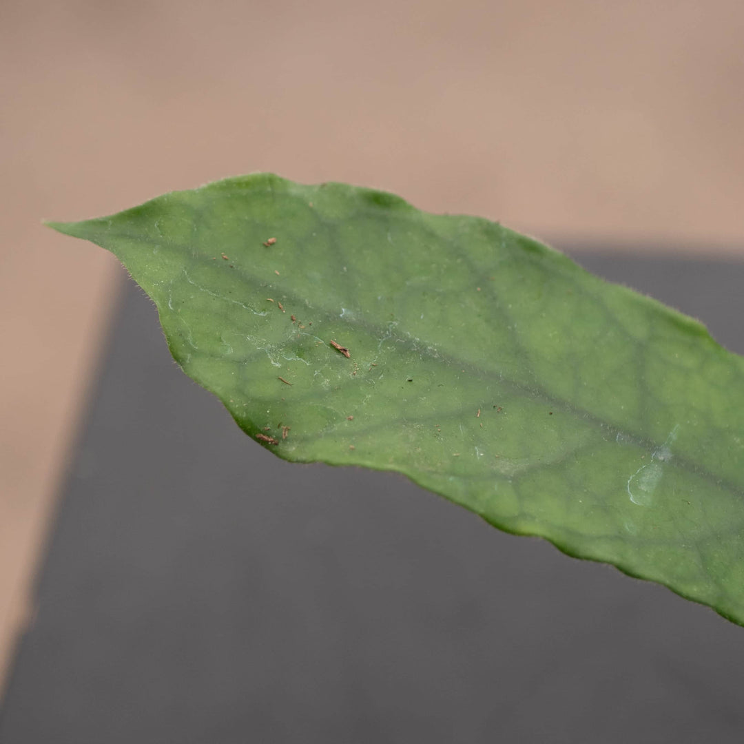 Gabriella Plants Hoya Hoya globulosa/villosa