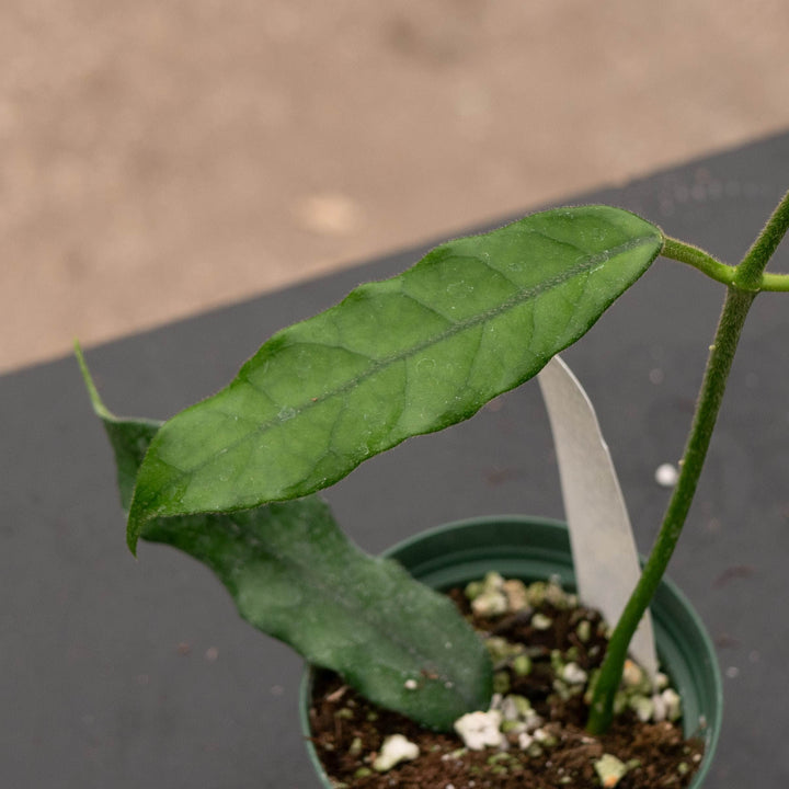 Gabriella Plants Hoya Hoya globulosa/villosa