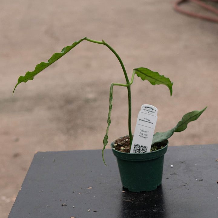 Gabriella Plants Hoya Hoya globulosa/villosa