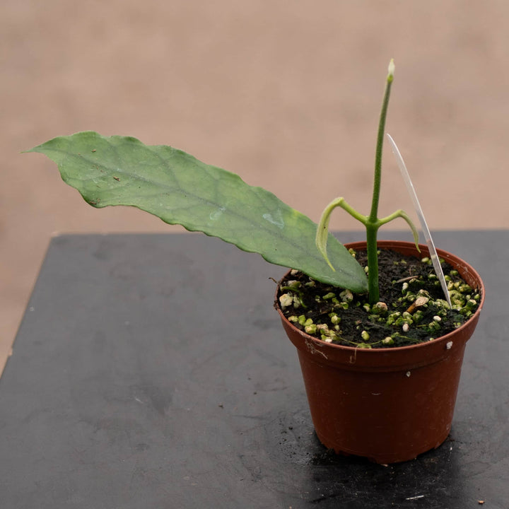 Gabriella Plants Hoya 3" Hoya globulosa/villosa