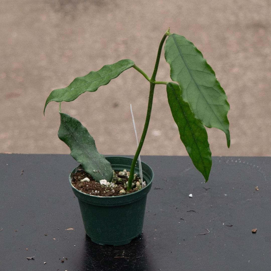 Gabriella Plants Hoya 3" Hoya globulosa/villosa