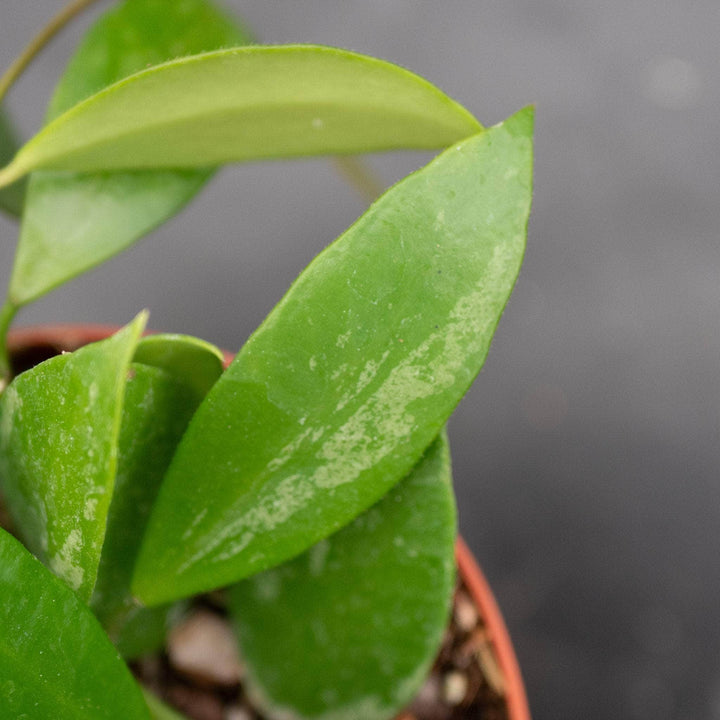 Gabriella Plants Hoya 4 Hoya gracilis