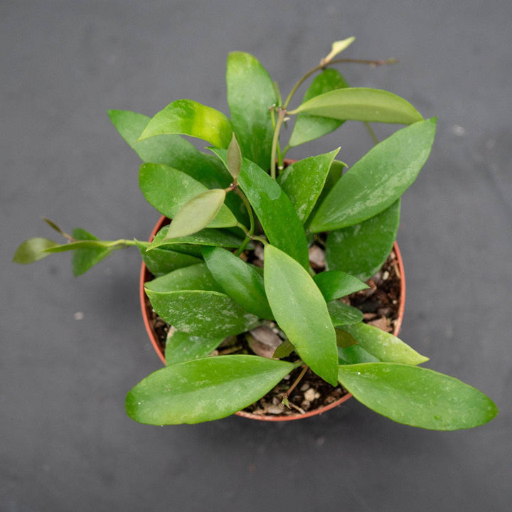 Gabriella Plants Hoya 4 Hoya gracilis