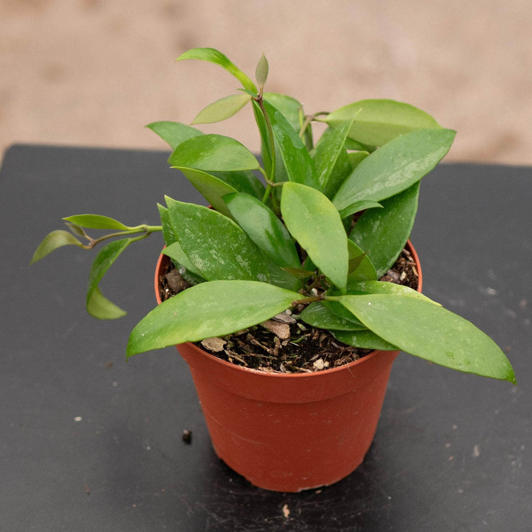 Gabriella Plants Hoya 4 Hoya gracilis