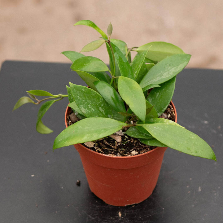 Gabriella Plants Hoya 4 Hoya gracilis