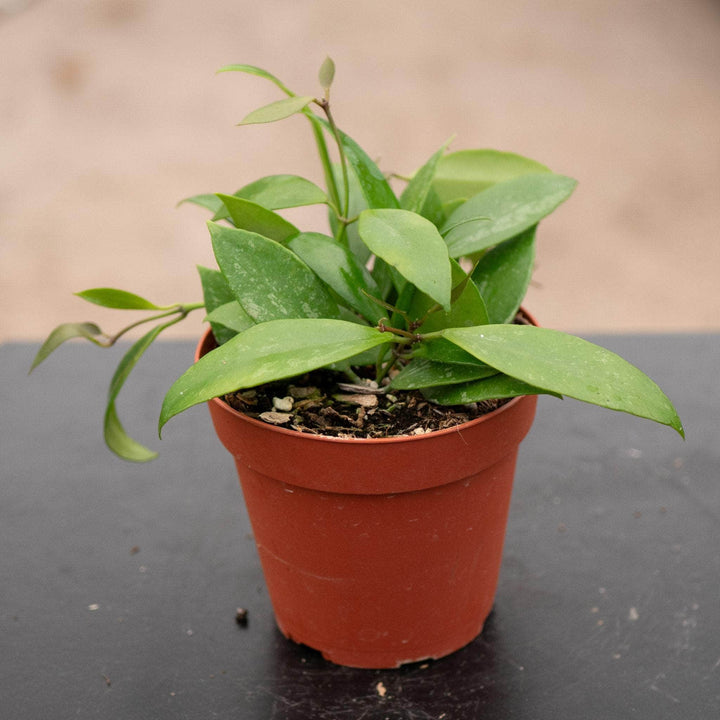 Gabriella Plants Hoya 4 Hoya gracilis